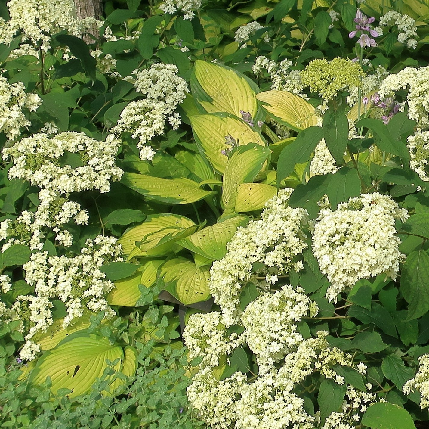 Hosta x 'Gold Standard'  - Gold Standard Hosta