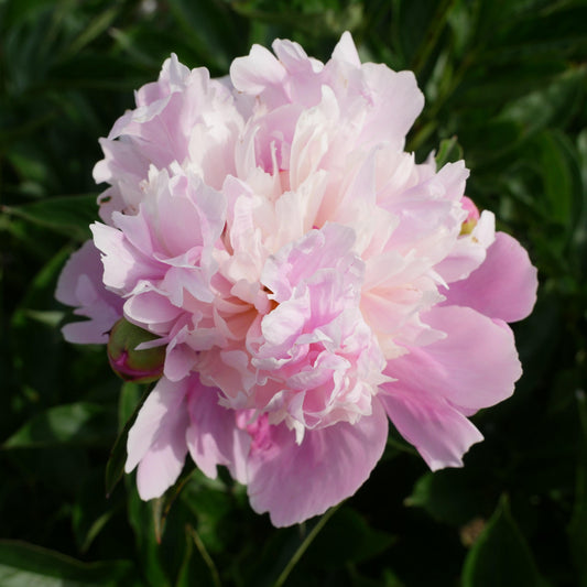 Paeonia 'Madame Emile Debatene'  - Emile Debatene Peony