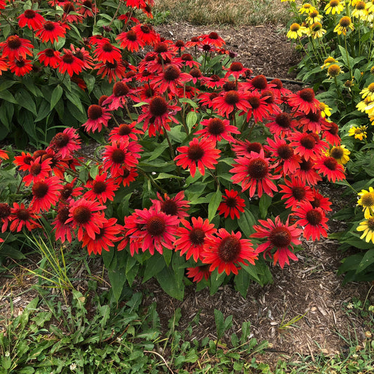 Echinacea x 'Balsomanita' PPAF  - Sombrero® Sangrita Coneflower