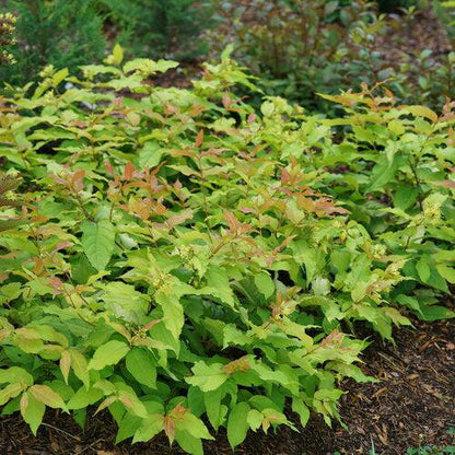 Diervilla x 'SMNDSS' PP34,138  - Kodiak® Fresh™ Honeysuckle