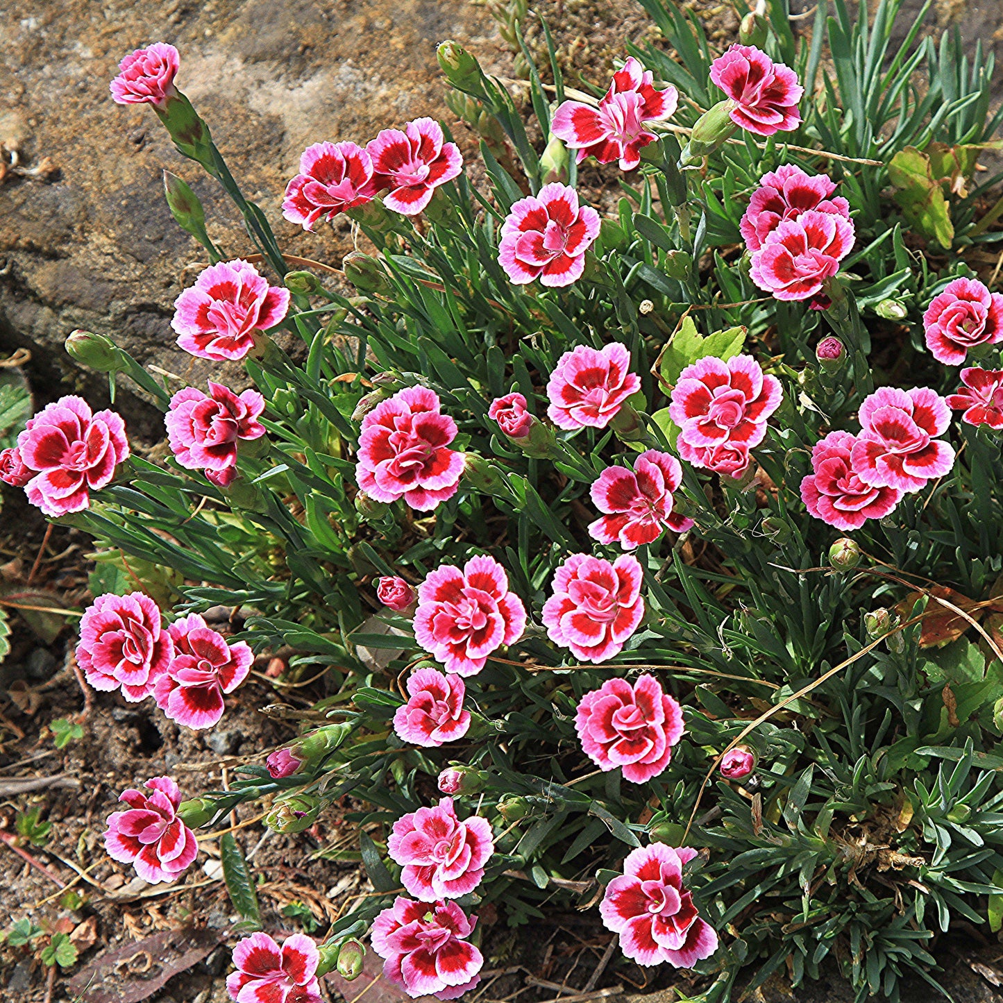 Dianthus plumaris 'Delilah Bicolor Purple'  - Delilah™ Bicolor Purple Dianthus