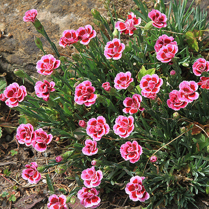 Dianthus plumaris 'Delilah Bicolor Purple'  - Delilah™ Bicolor Purple Dianthus