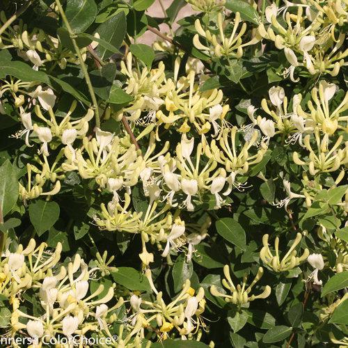 Lonicera periclymenum 'Scentsation'  - Scentsation Honeysuckle