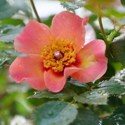 Rosa x 'ChewEyesUp'  - Ringo All-Star™ Rose