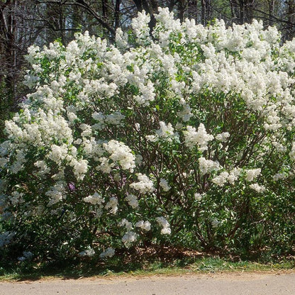 Syringa x oblata 'Betsy Ross'  - Betsy Ross Lilac