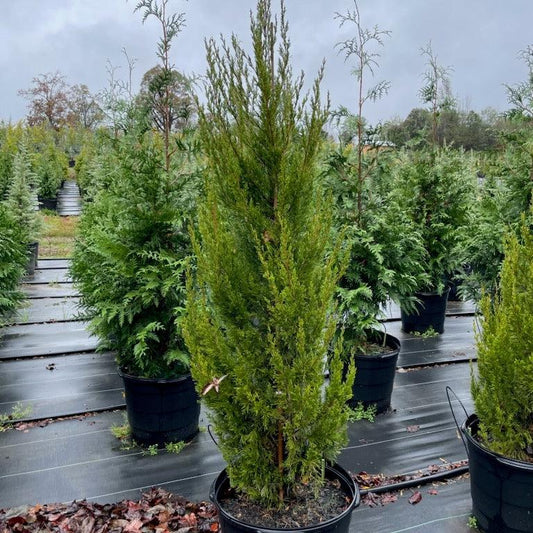Juniperus chinensis 'Spartan'  - Spartan Chinese Juniper