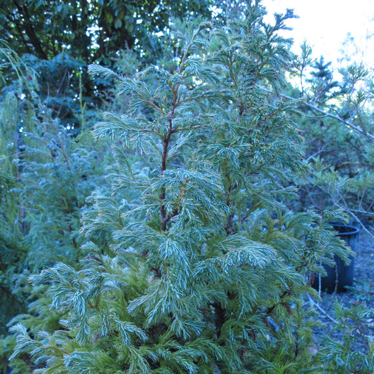 Chamaecyparis pisifera 'True Blue'  - True Blue Falsecypress