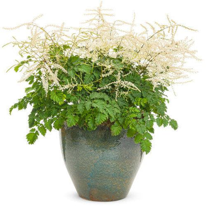 Aruncus 'Chantilly Lace'  - Chantilly Lace Goat's Beard
