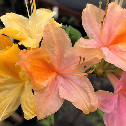 Rhododendron 'Garden Rainbow’  - Garden Rainbow Azalea