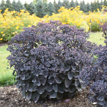 Sedum 'Back In Black'  - Rock 'N Grow® Back In Black Stonecrop