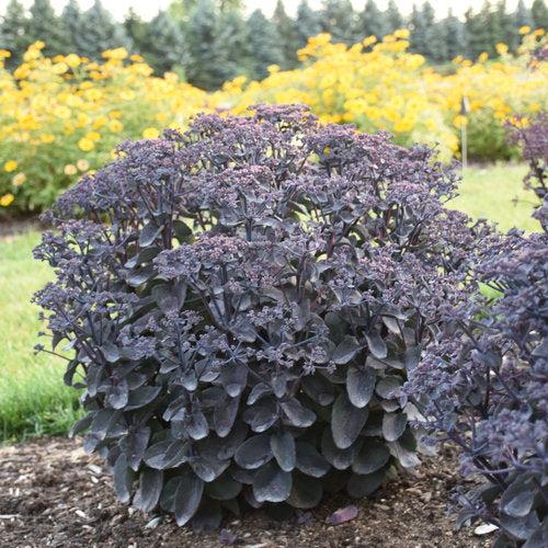 Sedum 'Back In Black'  - Rock 'N Grow® Back In Black Stonecrop