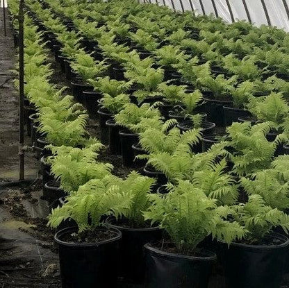 Matteuccia struthiopteris  - Ostrich Fern