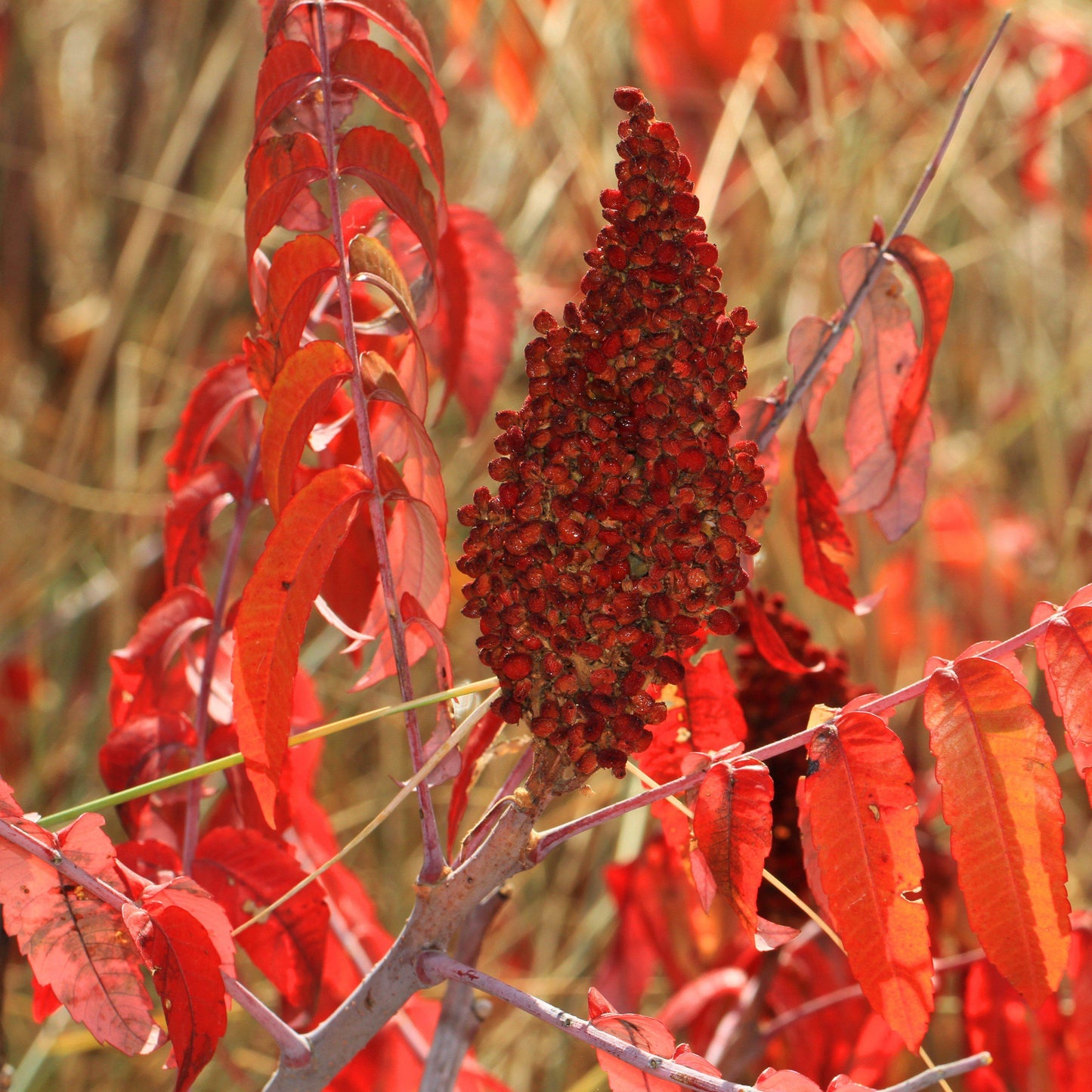 Rhus glabra  - Smooth Sumac