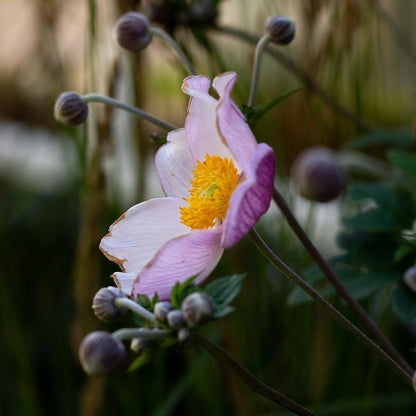 Anemone hupensis 'September Charm'  - September Charm Anemone