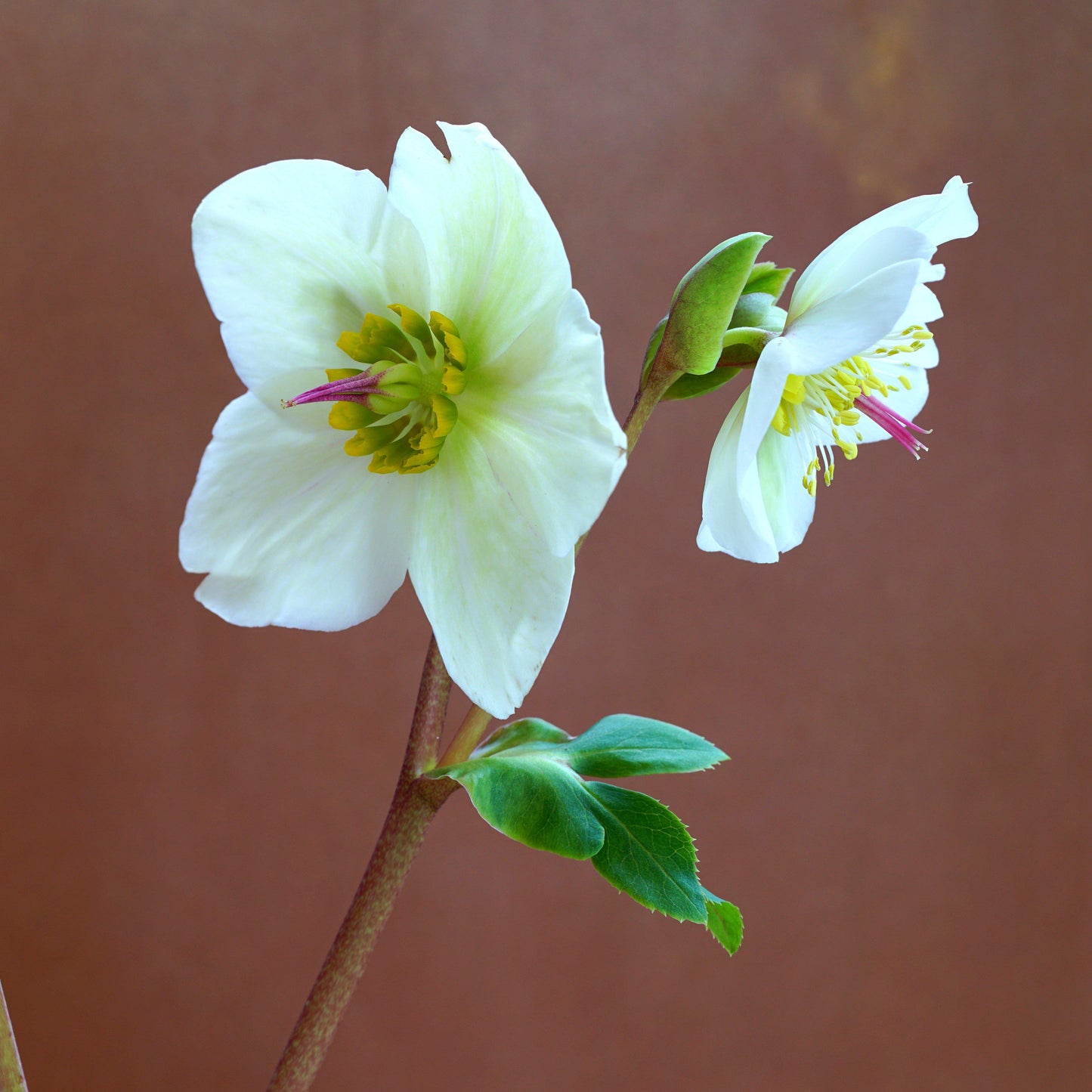 Helleborus x hybridus 'EPBRD01'  - FrostKiss™ Molly's White Lenten Rose