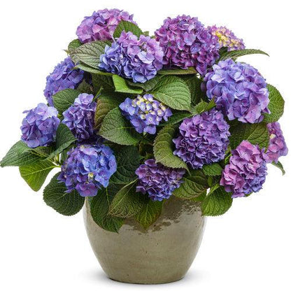 Hydrangea macrophylla 'SMHMTAU'  - Let's Dance® Blue Jangles® Hydrangea
