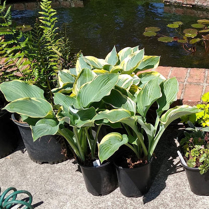 Hosta 'First Frost'  - First Frost Hosta