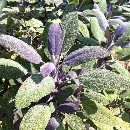 Salvia officinalis ‘Purpurascens’  - Purple Sage