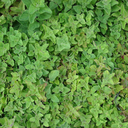 Origanum vulgare subsp. hirtum  - Greek Oregano