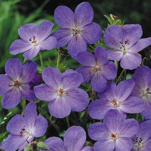 Geranium 'Johnson's Blue'  - Johnson's Blue Cranesbill