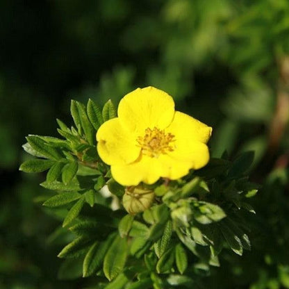 Potentilla fruticosa 'Goldfinger'  - Goldfinger Potentilla