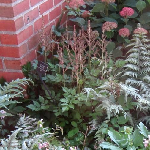 Astilbe chinensis 'Vision in Pink'  - Vision in Pink Chinese Astilbe