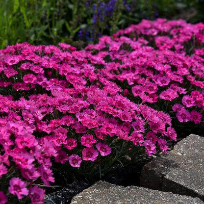 Dianthus 'Paint the Town Fancy'  - Paint the Town Fancy Dianthus