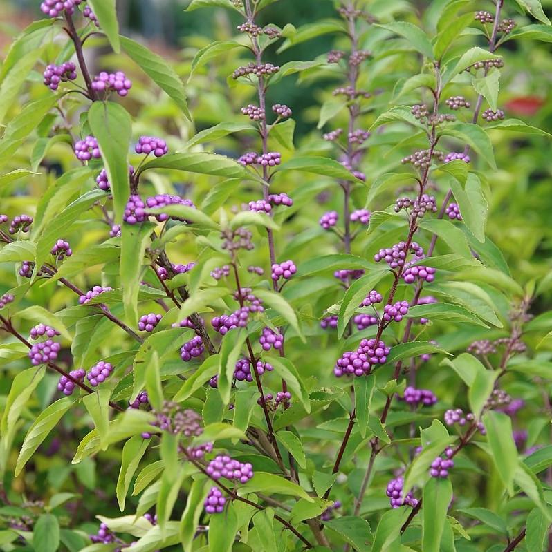 Callicarpa dichotoma 'Early Amethyst'  - Early Amethyst Beautyberry