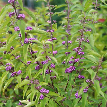 Callicarpa dichotoma 'Early Amethyst'  - Early Amethyst Beautyberry