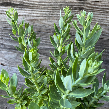 Sedum spectabile 'Autumn Joy'  - Autumn Joy Stonecrop