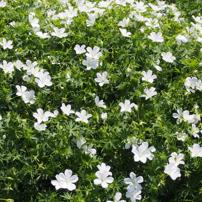 Geranium sanguineum 'Album'  - White Bloody Cranesbill