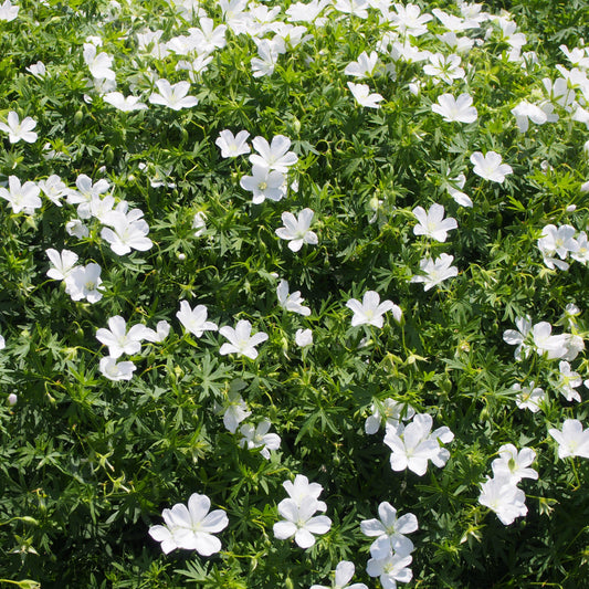 Geranium sanguineum 'Album'  - White Bloody Cranesbill