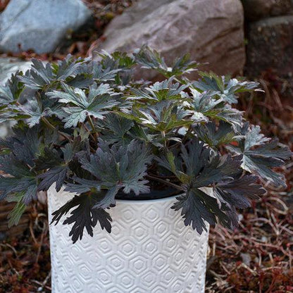 Geranium pratense 'Boom Chocolatta'  - Boom Chocolatta Cranesbill