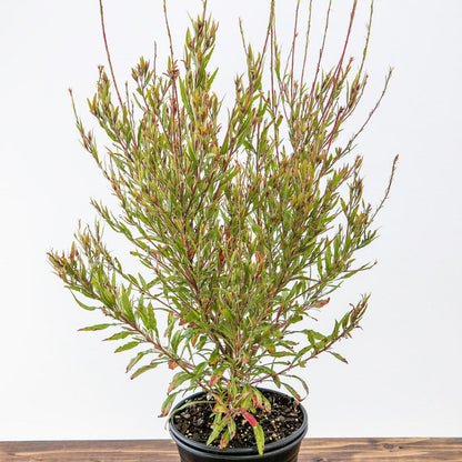 Gaura lindheimeri 'Kleau 04263'  - Belleza™ Dark Pink Gaura
