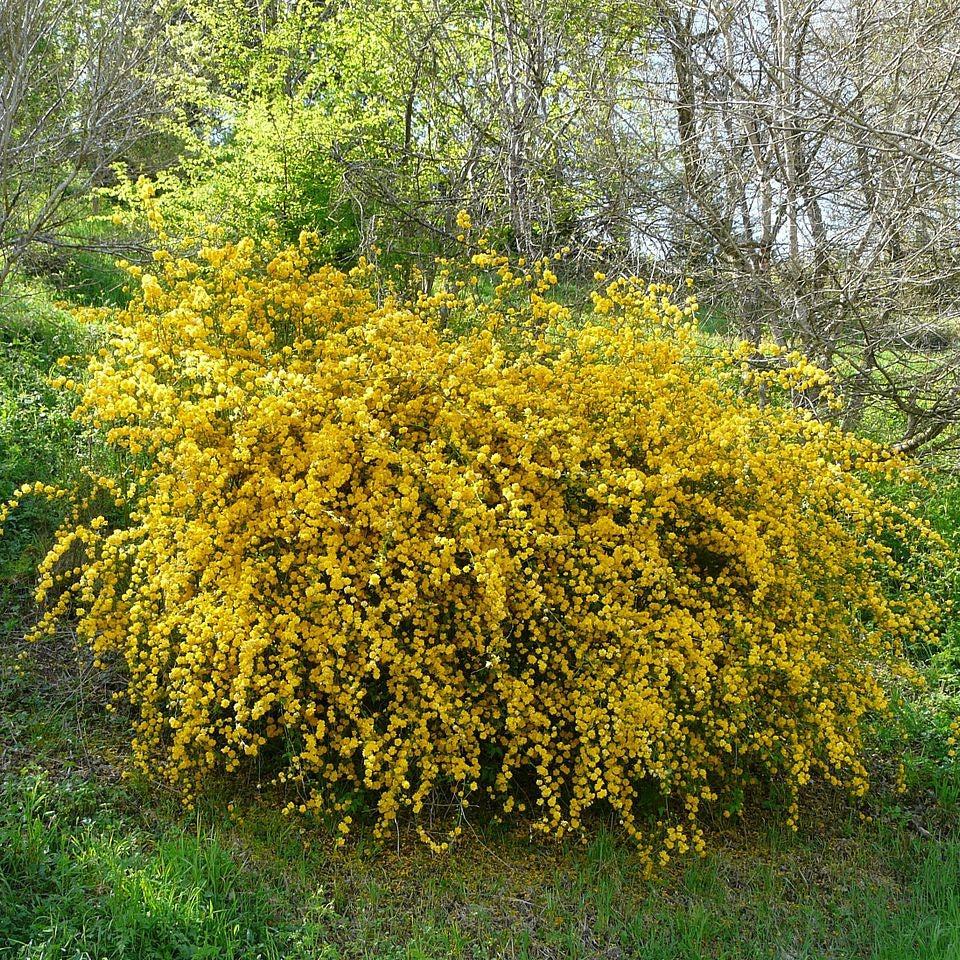 Kerria japonica 'Pleniflora'  - Double Japanese Kerria