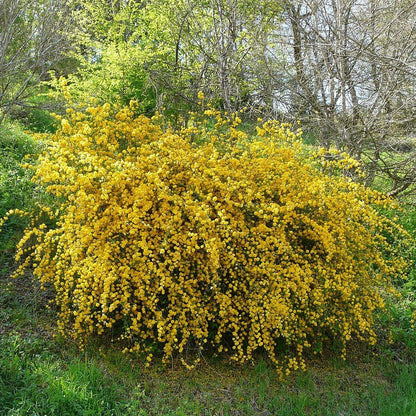 Kerria japonica 'Pleniflora'  - Double Japanese Kerria