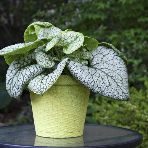 Brunnera macrophylla ‘Jack of Diamonds’  - Jack of Diamonds Heartleaf Brunnera