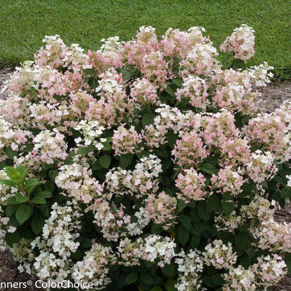 Hydrangea paniculata 'SMHPLQF'  - Little Quick Fire® Hydrangea