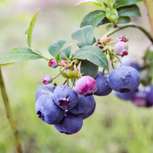 Vaccinium corymbosum 'Bluecrop'  - Bluecrop Highbush Blueberry