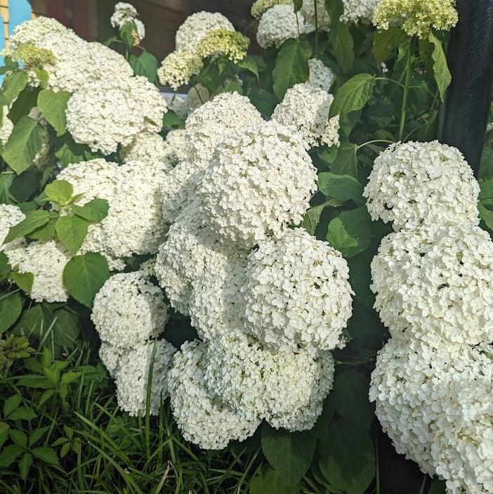Hydrangea arborescens 'Annabelle'  - Mophead Hydrangea, Annabelle Hydrangea