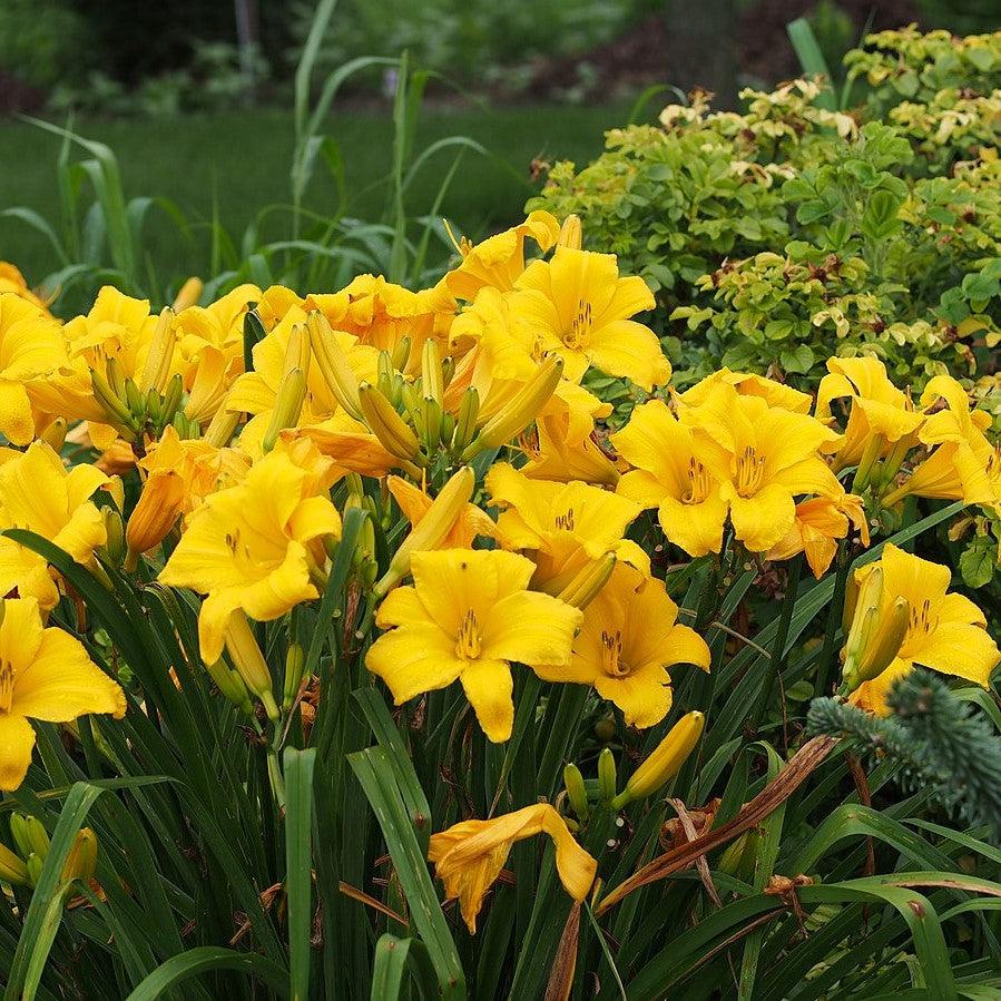 Hemerocallis 'Buttered Popcorn'  - Buttered Popcorn Daylily