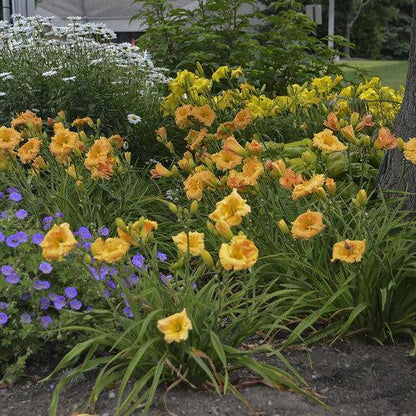 Hemerocallis 'Orange Smoothie'  - Rainbow Rhythm® Orange Smoothie Daylily