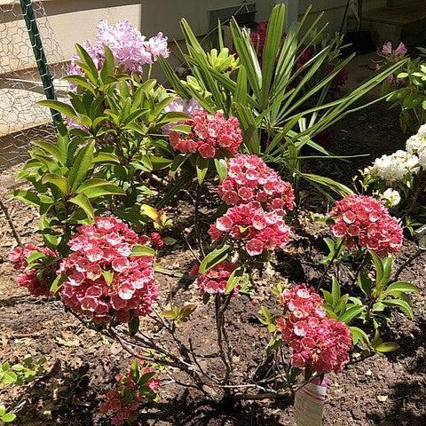 Kalmia latifolia 'Raspberry Glow'  - Raspberry Glow Mountain Laurel