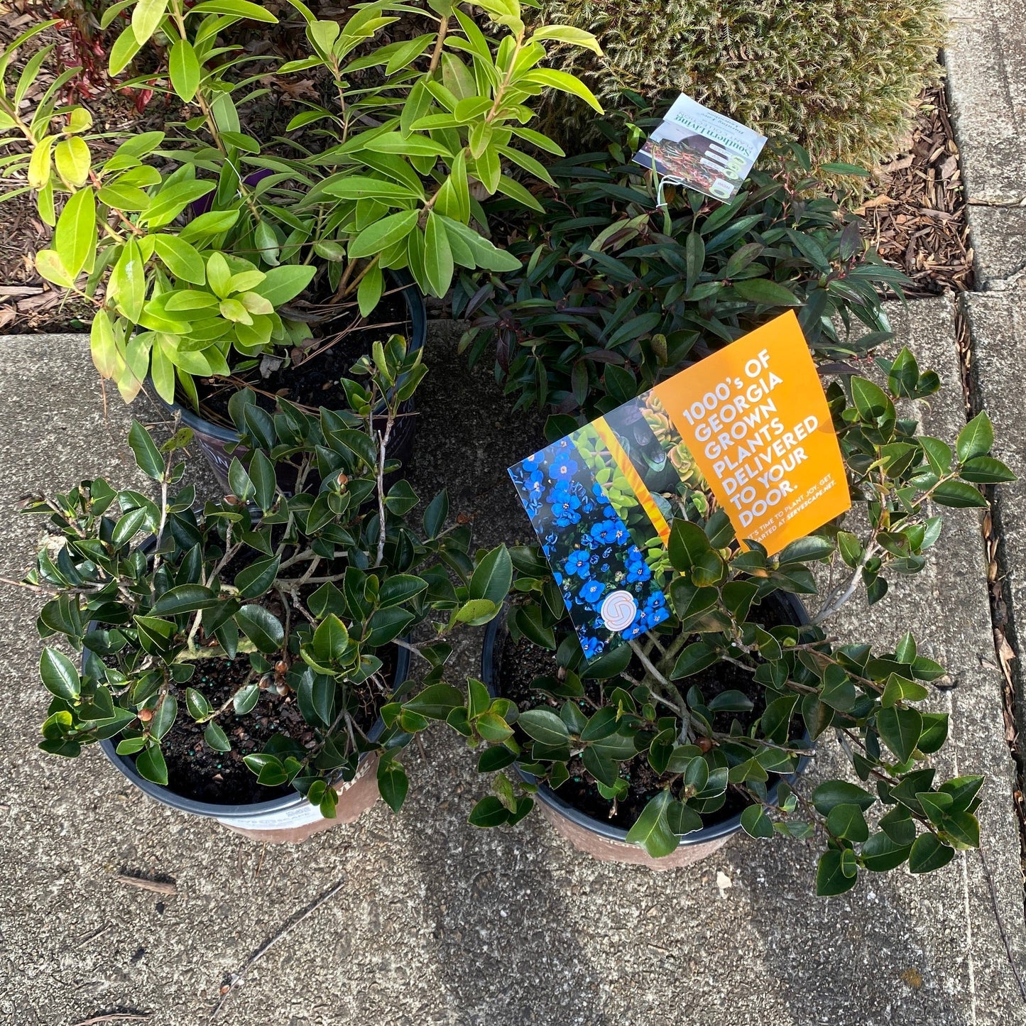 Leucothoe keiskei 'Opstal 50'  - Burning Love™ Leucothoe