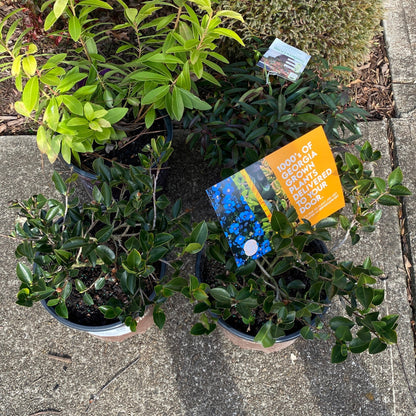 Leucothoe keiskei 'Opstal 50'  - Burning Love™ Leucothoe