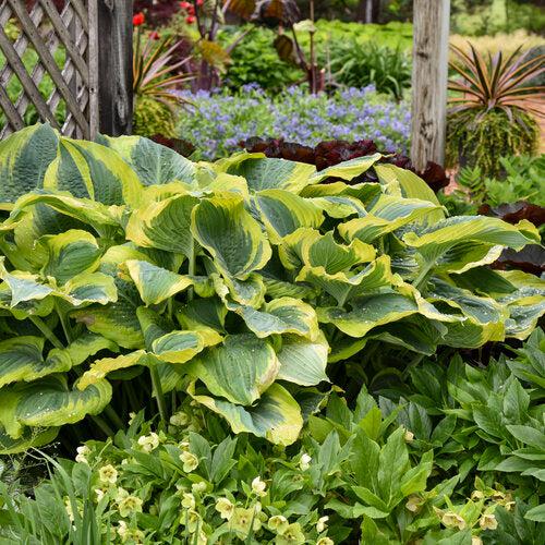 Hosta 'Seducer' 22,413  - PW® Shadowland® Seducer Hosta