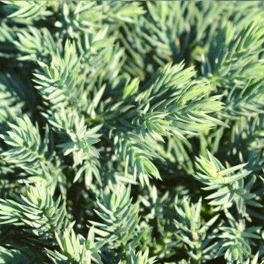 Juniperus squamata 'Blue Star'  - Blue Star Juniper