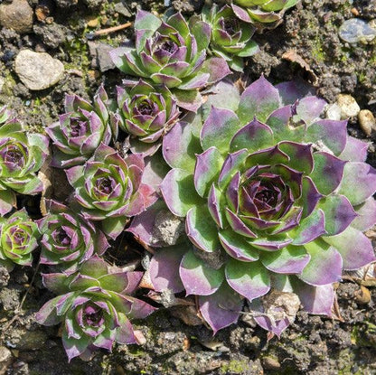 Sempervivum 'Black'  - Black Echeveria, Hens and Chicks