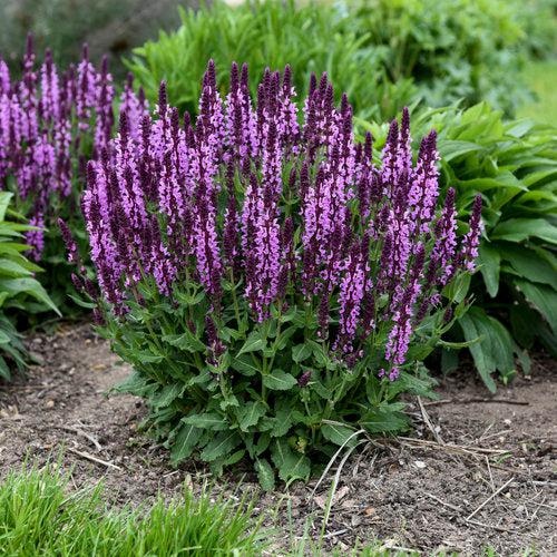 Salvia nemorosa ‘Pink Profusion’  - Pink Profusion Meadow Sage