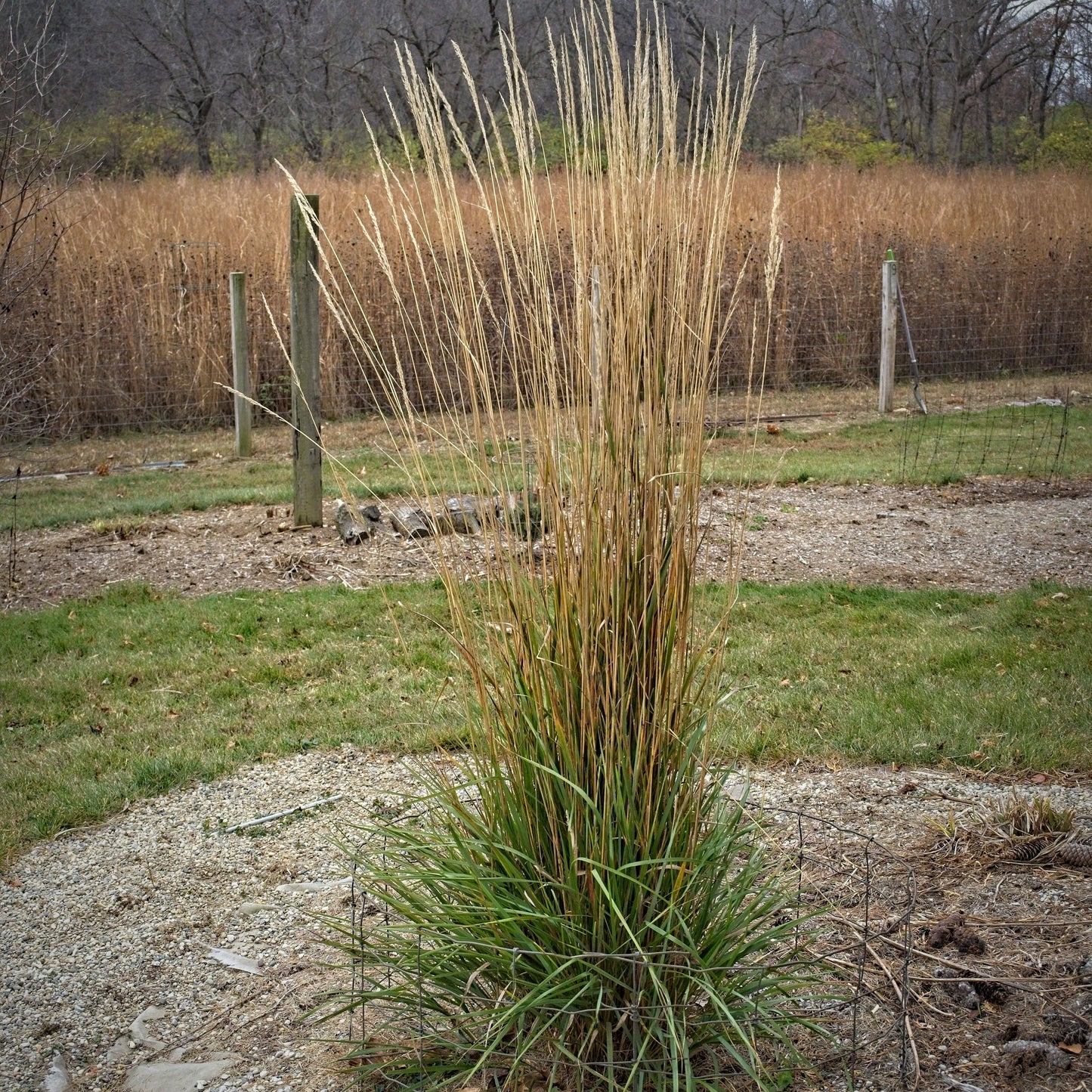 Calamagrostis x acutiflora 'Avalanche'  - Avalanche Feather Reed Grass